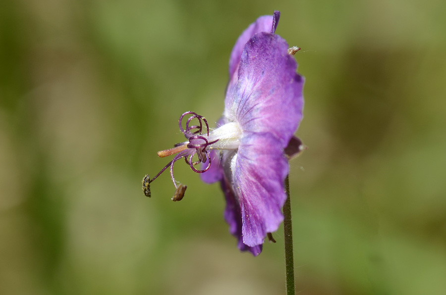 Geranium phaeum / Geranio stellato